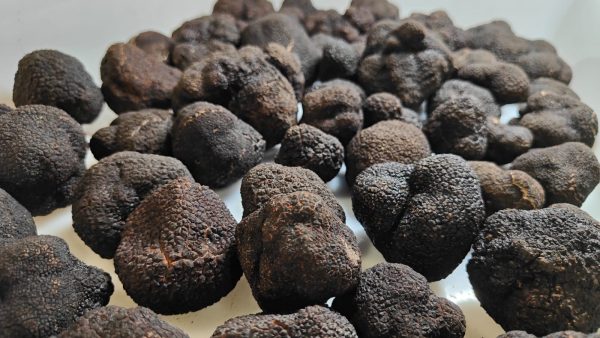 Spanish Fresh Perigord Truffles - Image 3